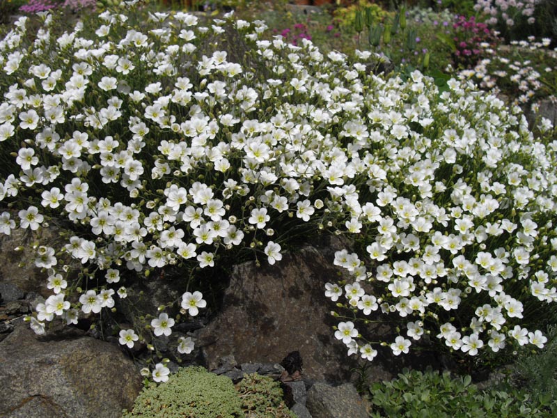 Minuartia capillacea photo